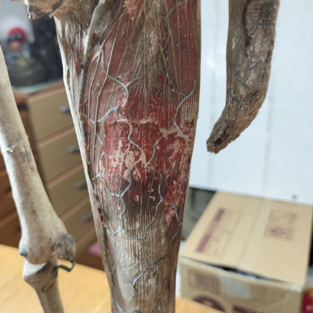 張り子製 人体模型 約60cm