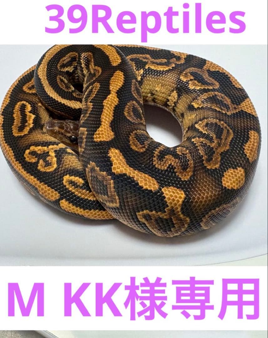 M KKページ　冷凍ラット　ヤワゲネズミ