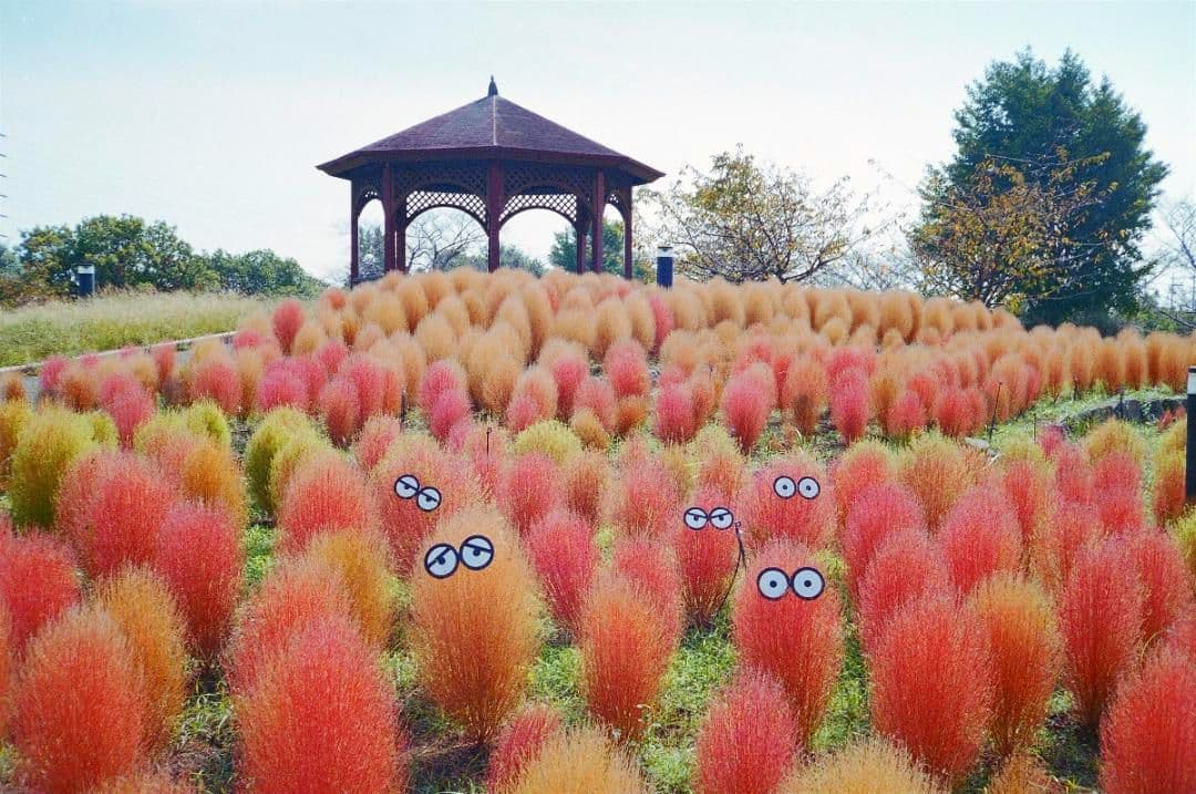 ヤシカ　Snap フィルムカメラ