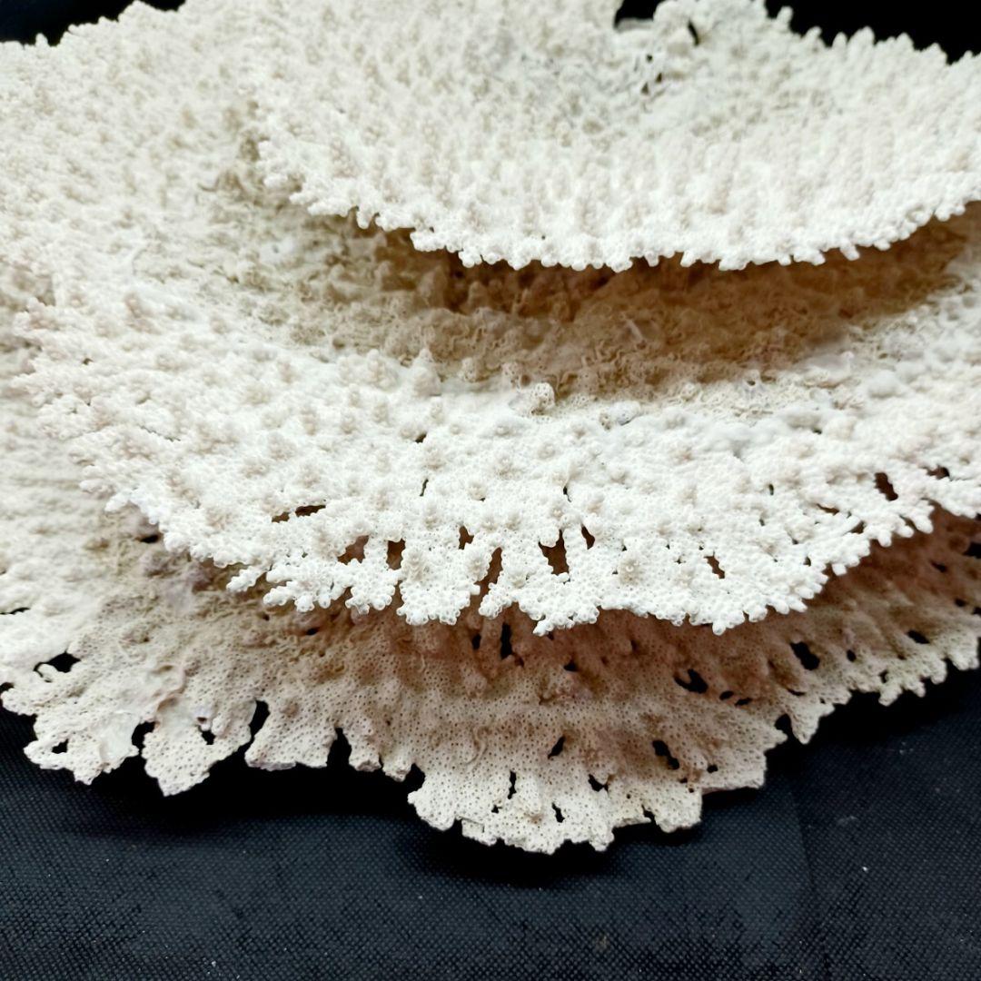 特大 飾り 珊瑚 3段 テーブル サンゴ礁 置物 白 海水魚 水槽 レイアウト