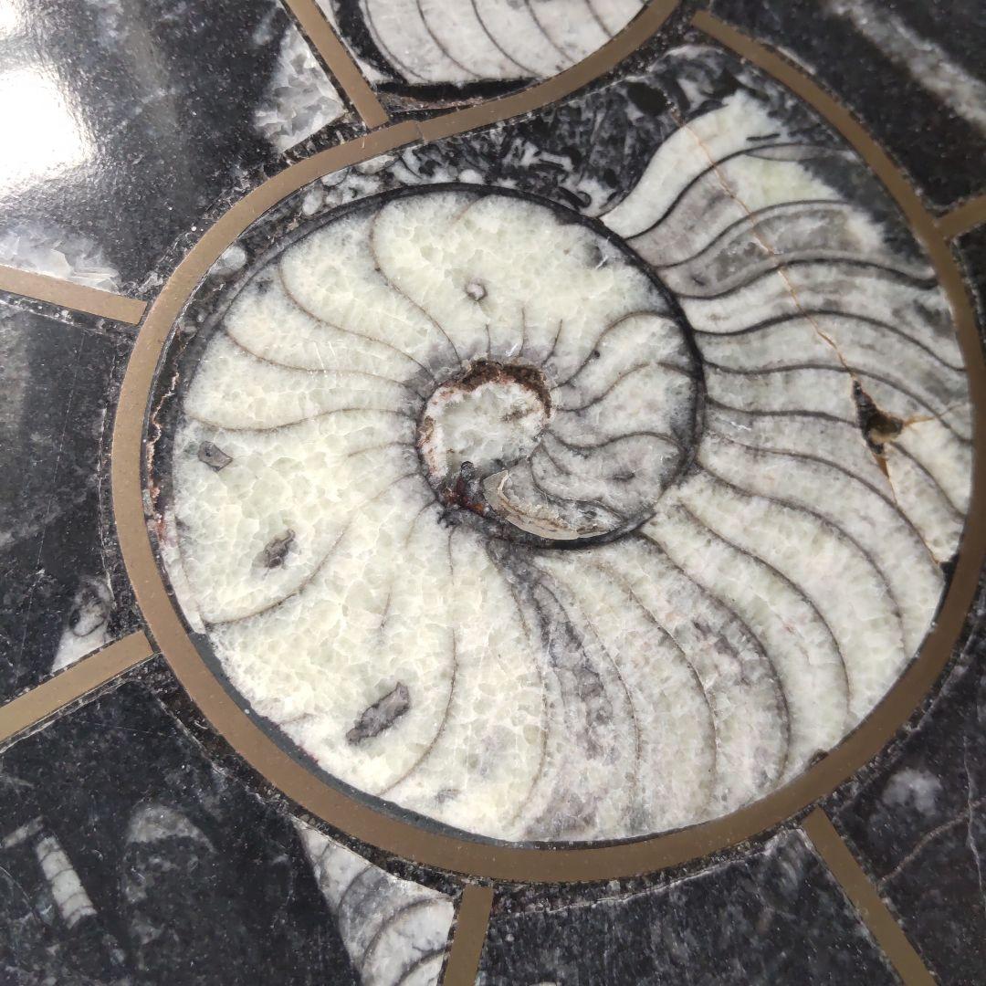 レア！アンモナイト化石 他生物の大理石八角形オブジェプレート！