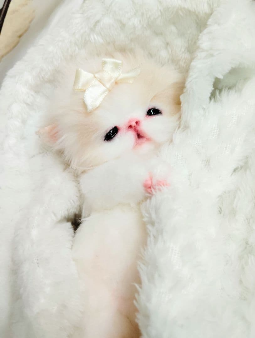 子猫ベビー♡お腹ぽっこりちゃん♡アートドール♡ぬいぐるみ♡