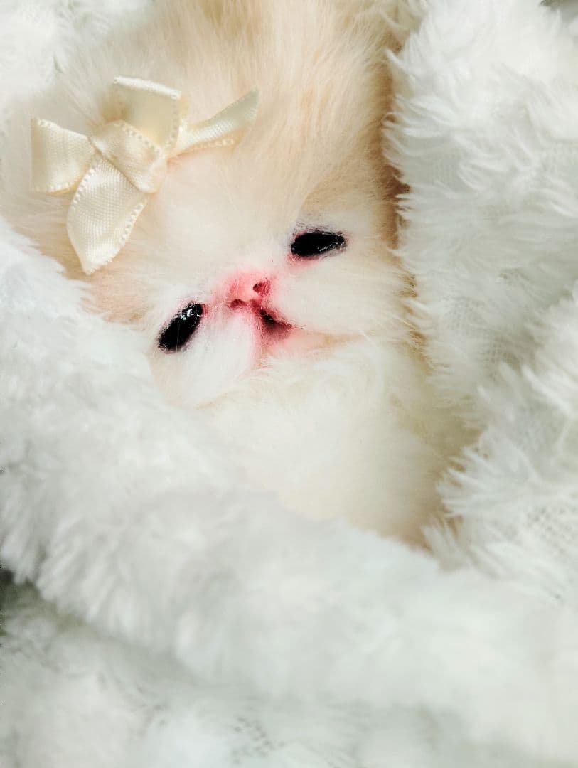 子猫ベビー♡お腹ぽっこりちゃん♡アートドール♡ぬいぐるみ♡