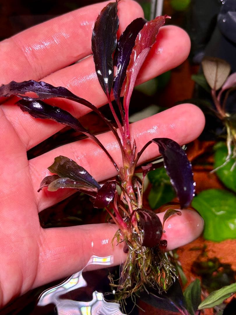 ブセファランドラspゴーストカリマンタン 群生株