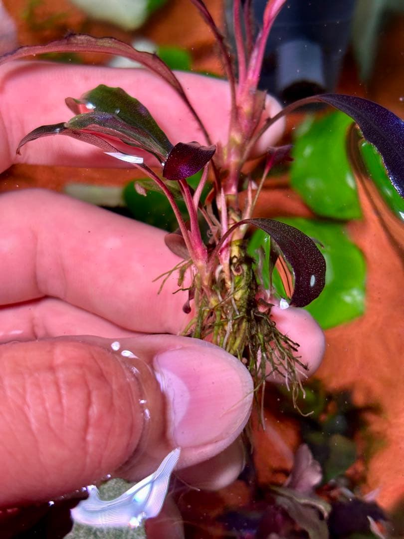 ブセファランドラspゴーストカリマンタン 群生株