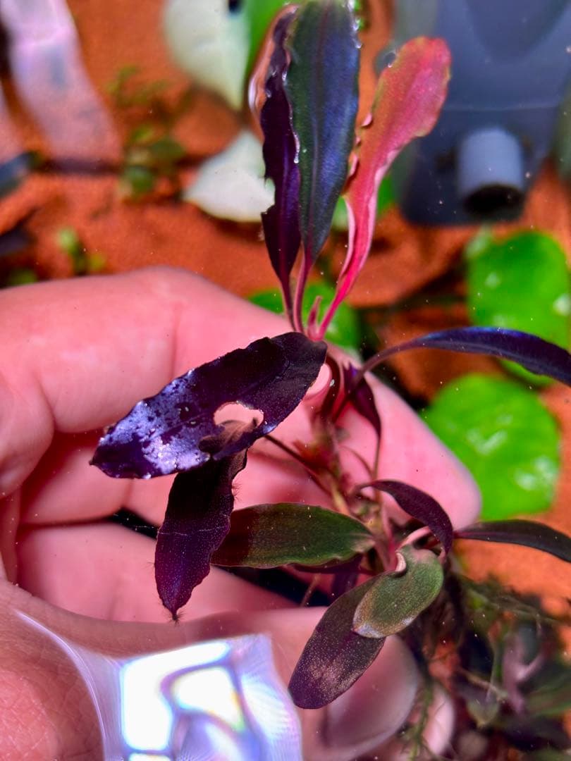 ブセファランドラspゴーストカリマンタン 群生株