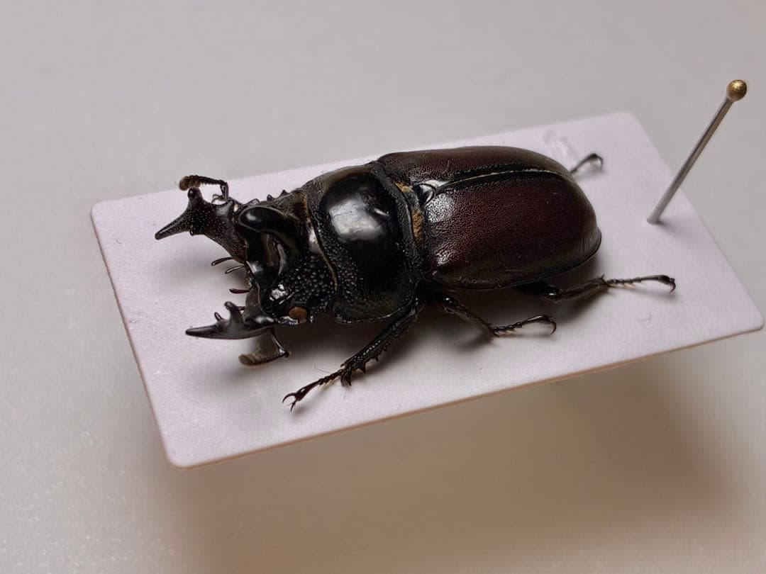 昆虫標本　レア種　大型カザリツノクワガタ　28mm