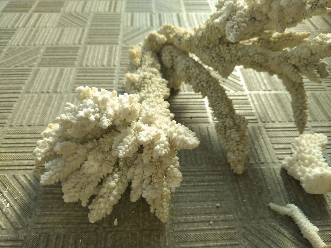 デスロック ホワイトサンゴ おまとめ