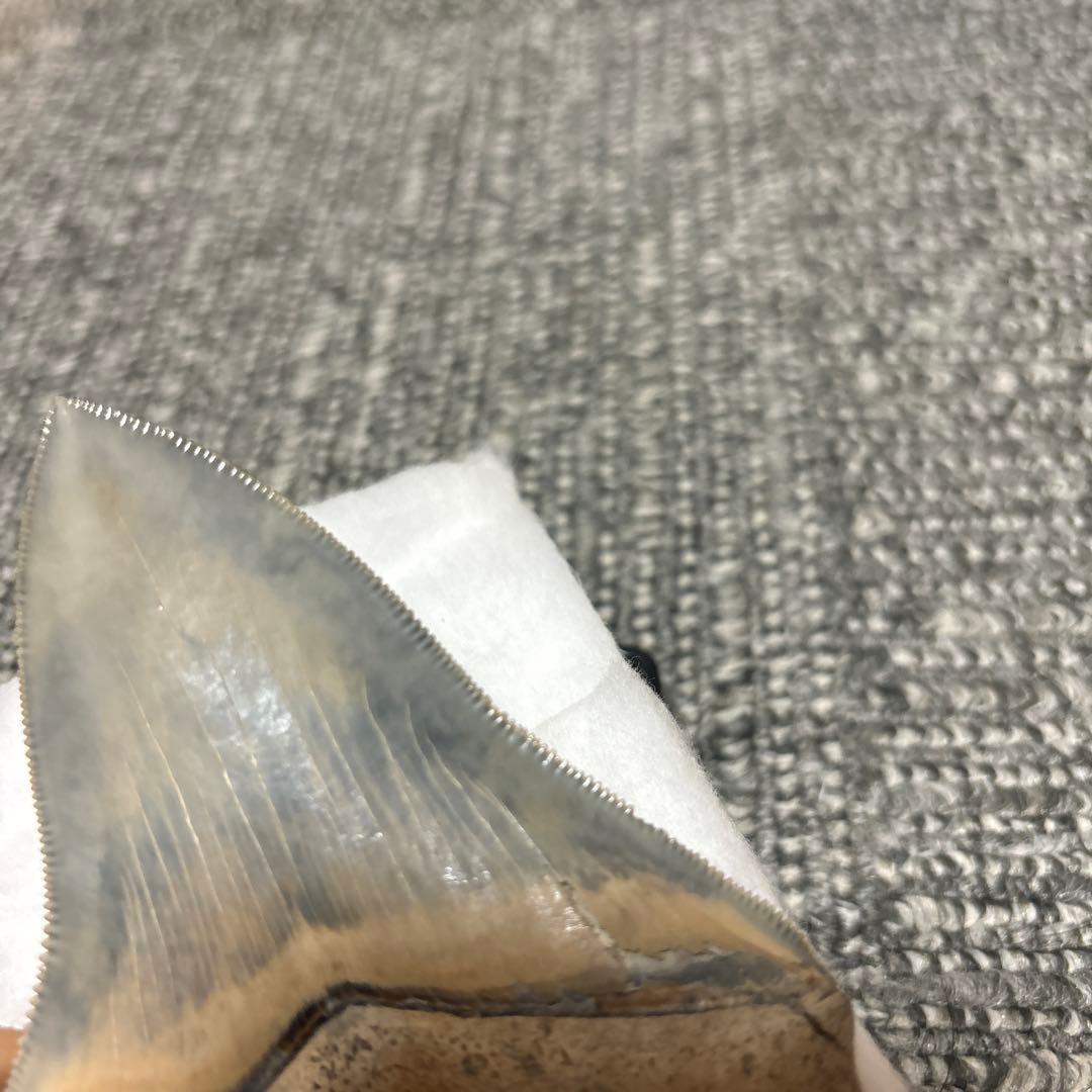 極上 メガロドン 歯 化石 本物 USA