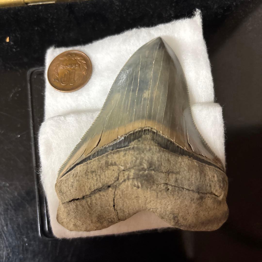 極上 メガロドン 歯 化石 本物 USA