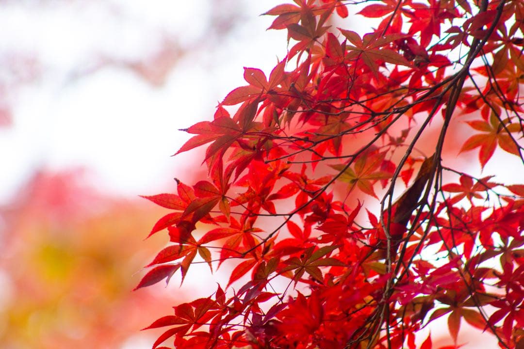 Canon EOS Kiss x4 ダブルズーム 一眼レフ 作例有