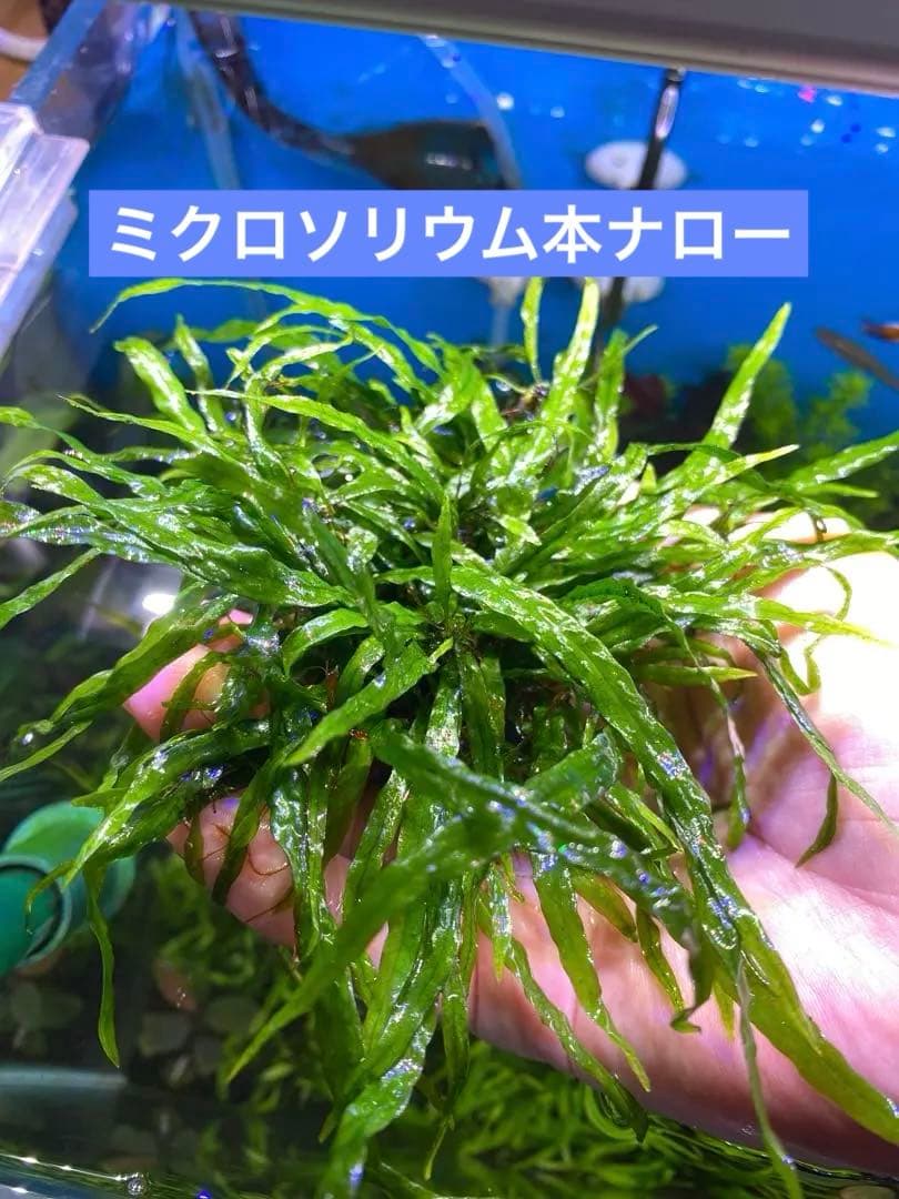 【希少】現物限り　S石3つセット　ミクロソリウム本ナロー 水中葉　溶岩石活着済み
