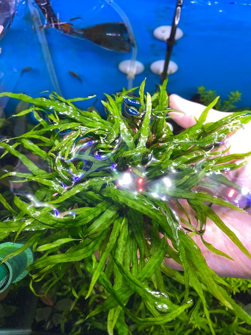 【希少】現物限り　S石3つセット　ミクロソリウム本ナロー 水中葉　溶岩石活着済み