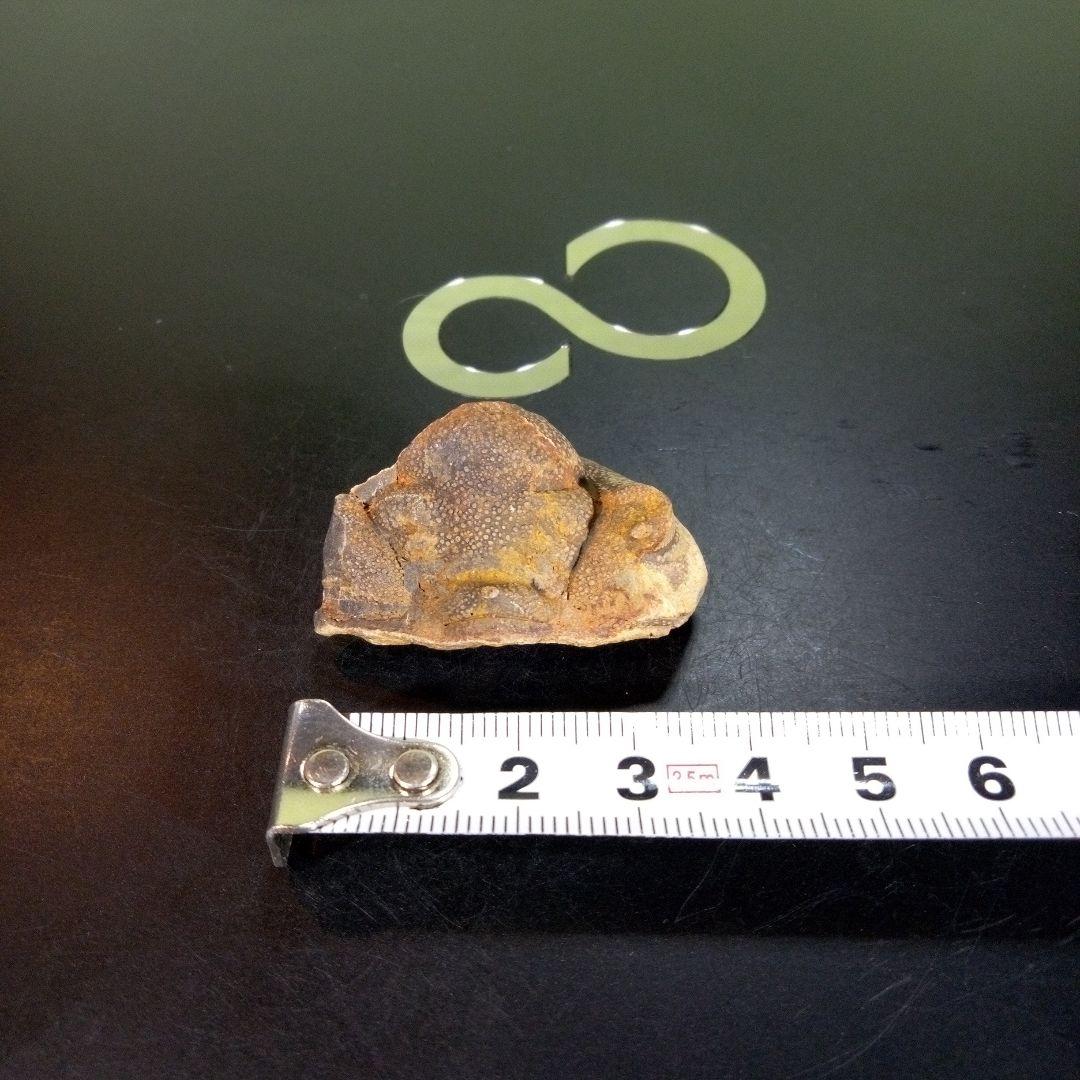 三葉虫　南米産　化石　fossil　ボリビア産　trilobite　南米化石郡②