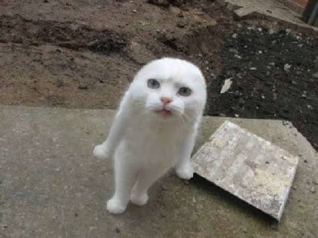 実物・新品 Zenit B-25U マウント 斜めグリップ 20mmレール付