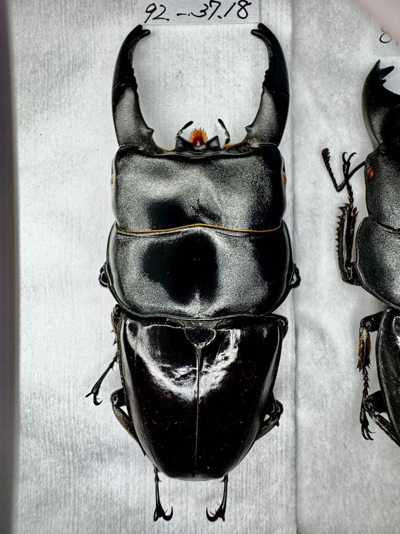 アルキデスヒラタクワガタ 極太個体 標本