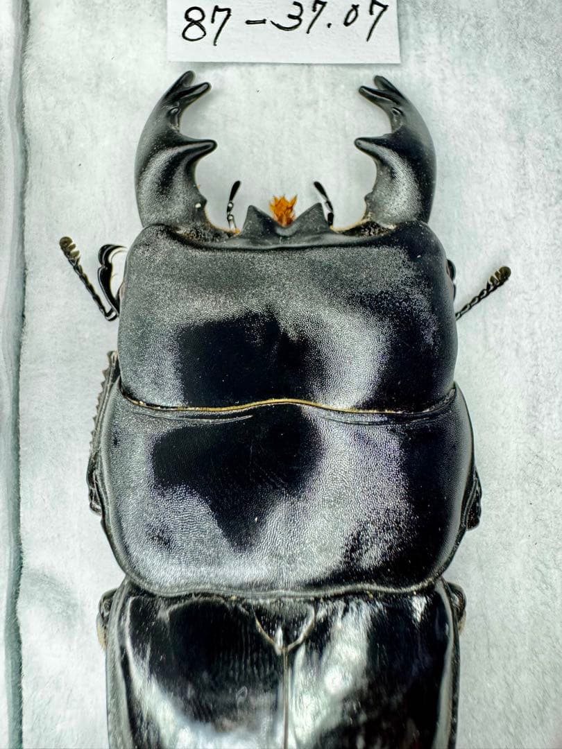 アルキデスヒラタクワガタ 極太個体 標本