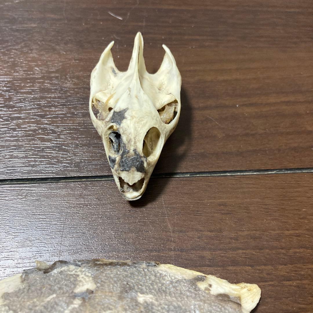 亀の骨標本（甲羅・頭骨付き）すっぽん