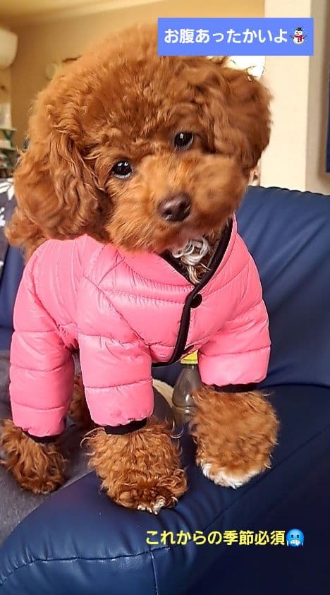 PUPPYANGEL　女の子用PAエアーパディングオーバーオール