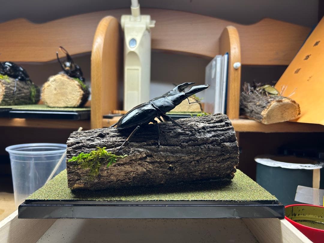 マ*チ様 昆虫標本　LIVE標本　スマトラオオヒラタ 106.4mm