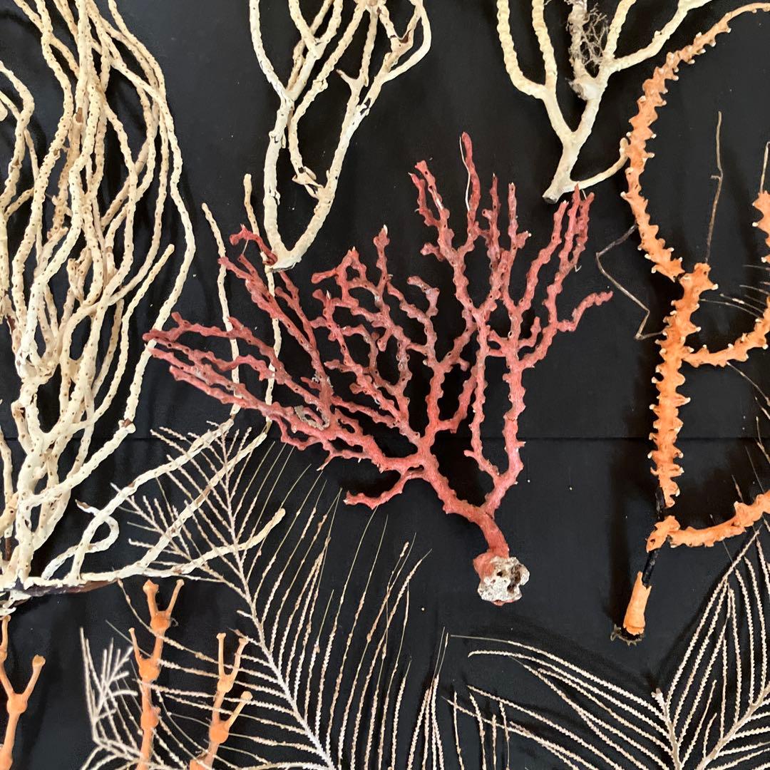 最終値下げ　高知県産珊瑚セット