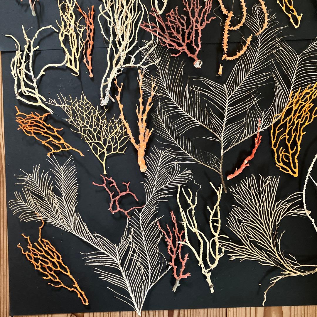 最終値下げ　高知県産珊瑚セット