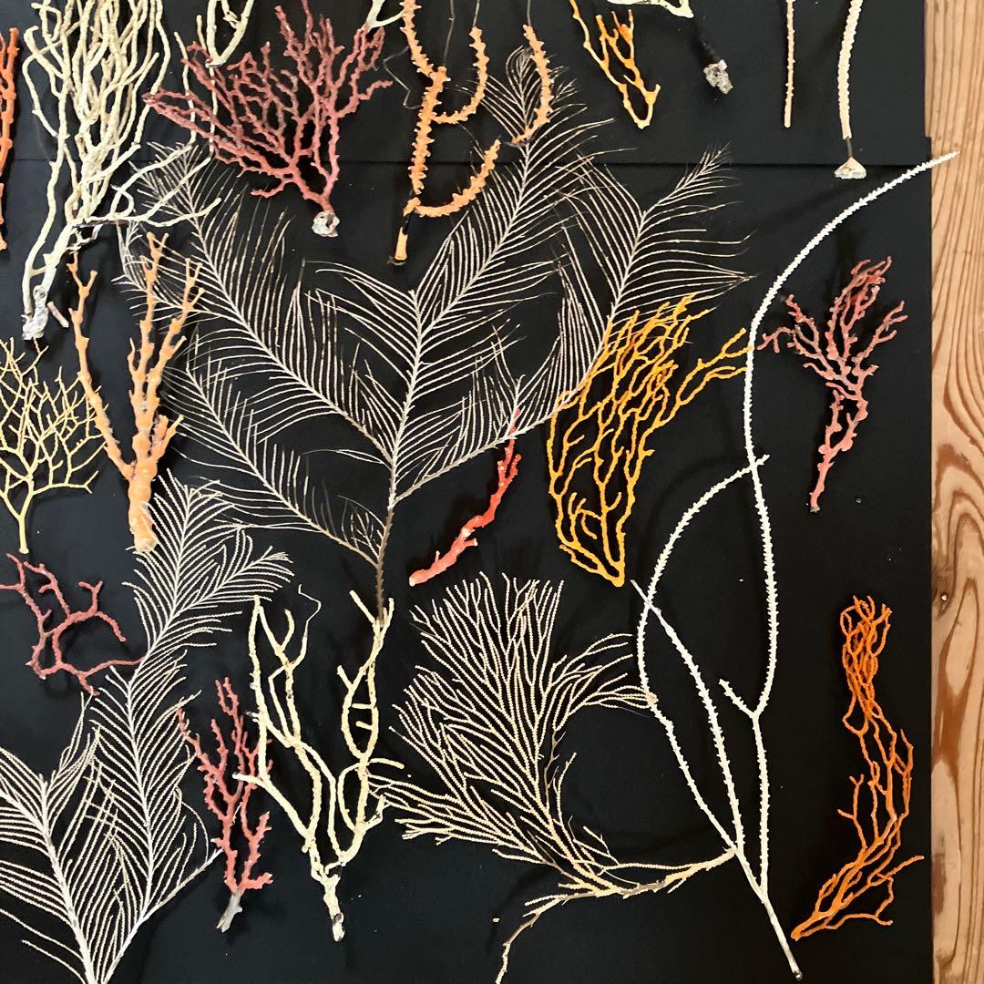 最終値下げ　高知県産珊瑚セット