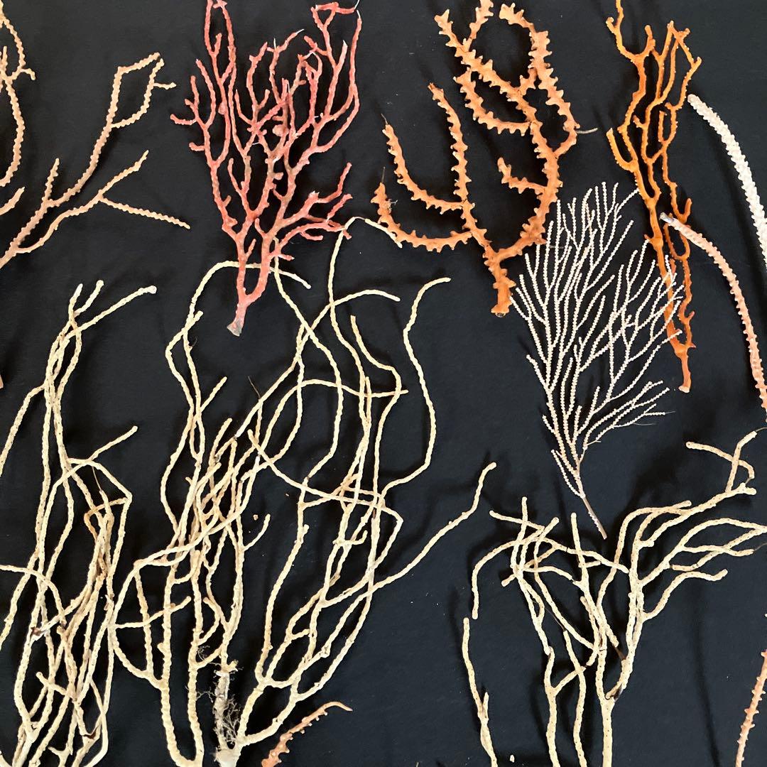 最終値下げ　高知県産珊瑚セット