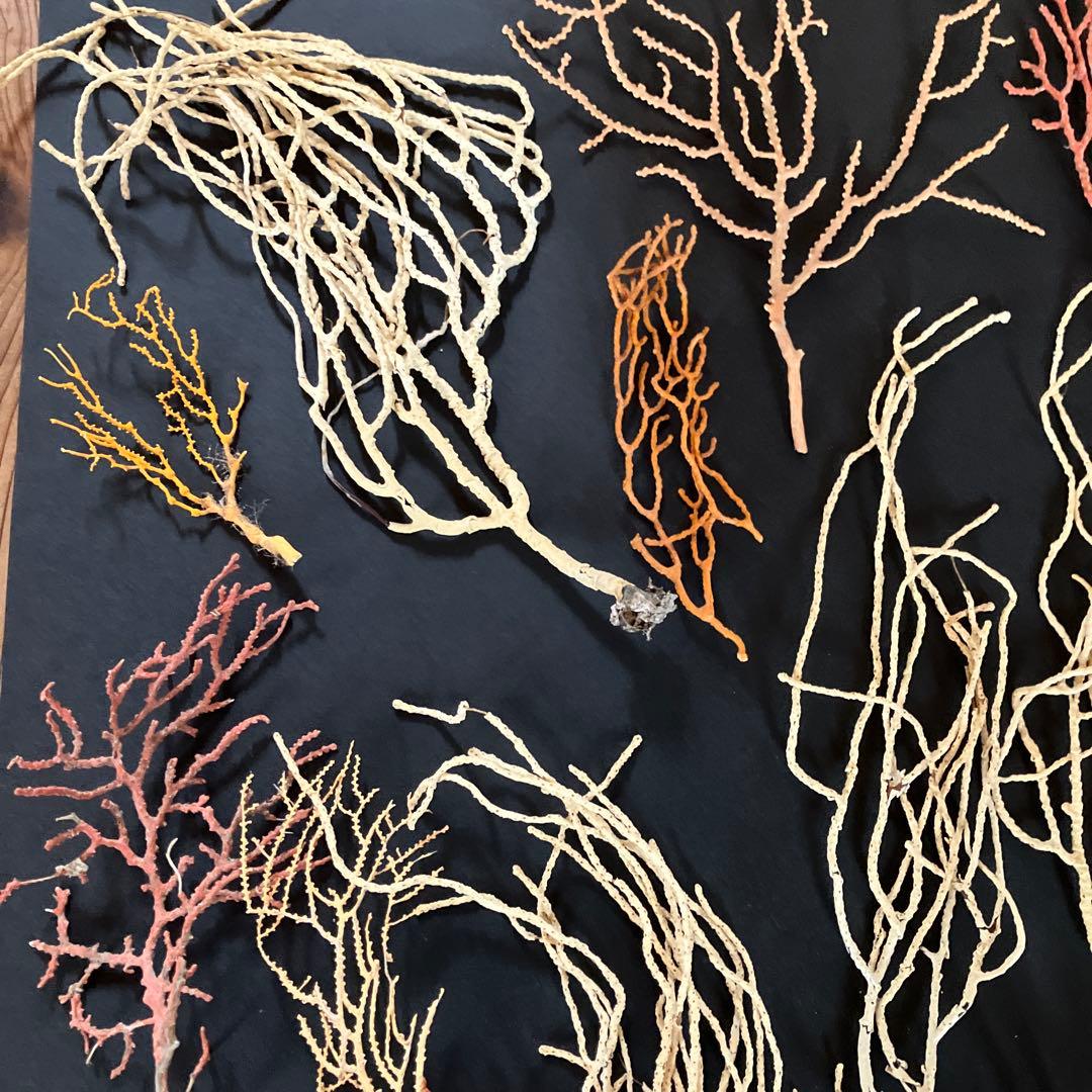 最終値下げ　高知県産珊瑚セット