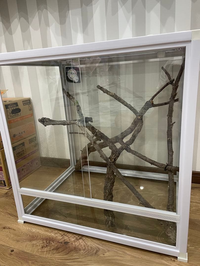 カメレオン　爬虫類　飼育ケージ　ガラスケージ