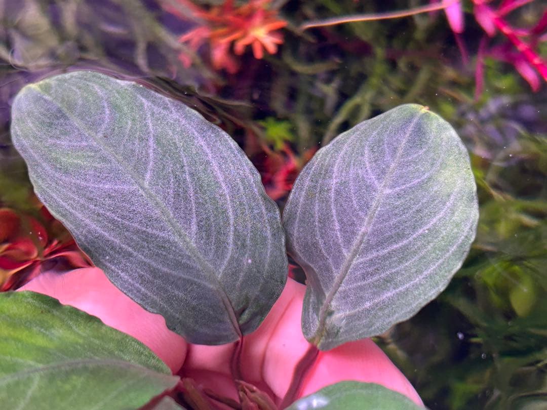 【TB便】Bucephalandra sp.Pearl gray水上育成株