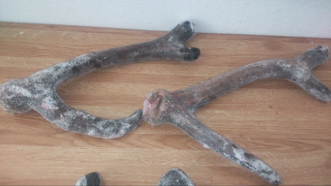 蝦夷鹿　鹿茸の袋角　約2400g 柔らかい先