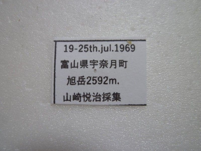 ま*る様 【国産蝶標本】タカネヒカゲ/Oeneis norna/富山県.旭岳産/