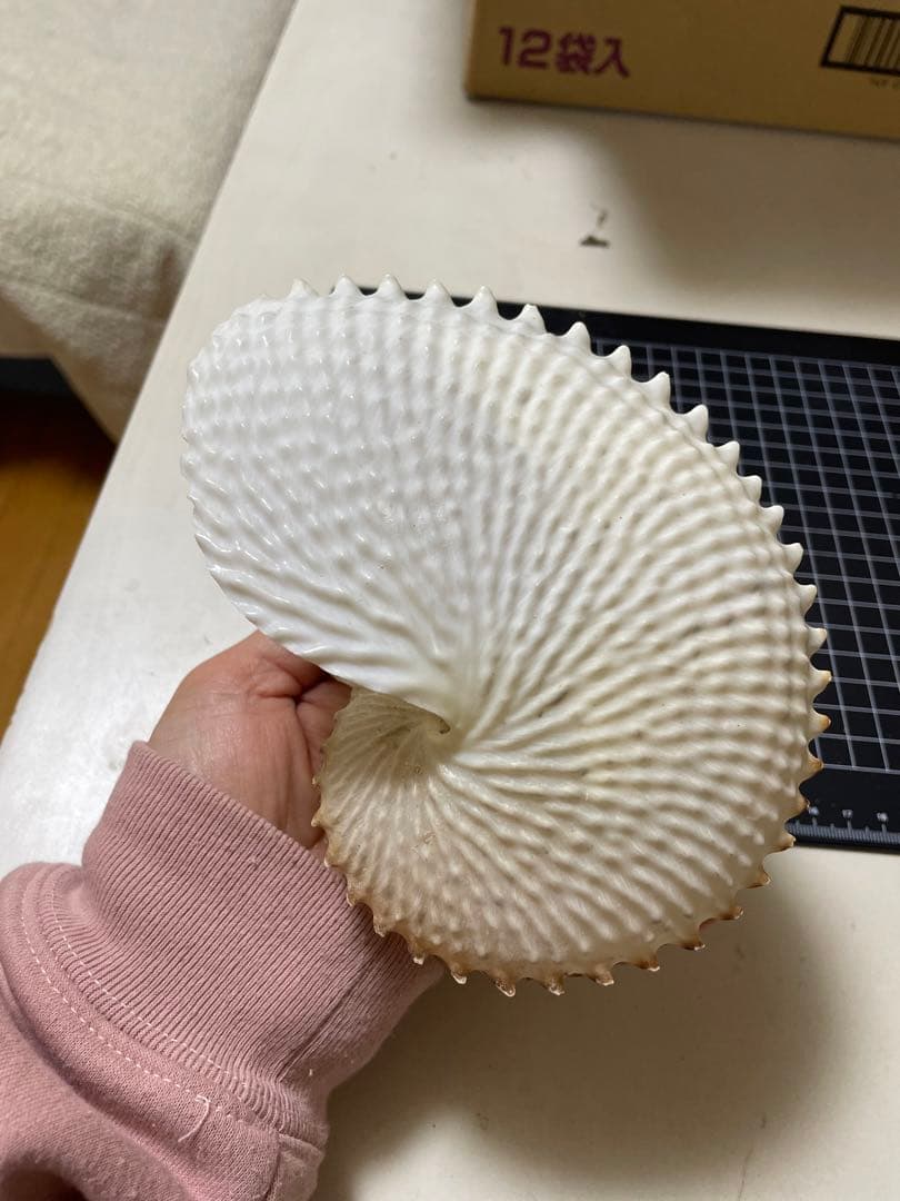 貝殻　標本　チリメンアオイガイ