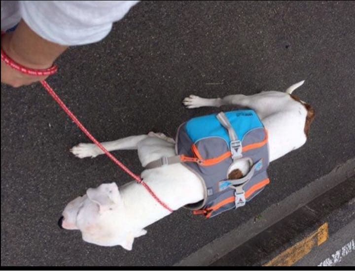 シーザー・ミラン　ドッグ・バックパック (LARGE)[並行輸入品]