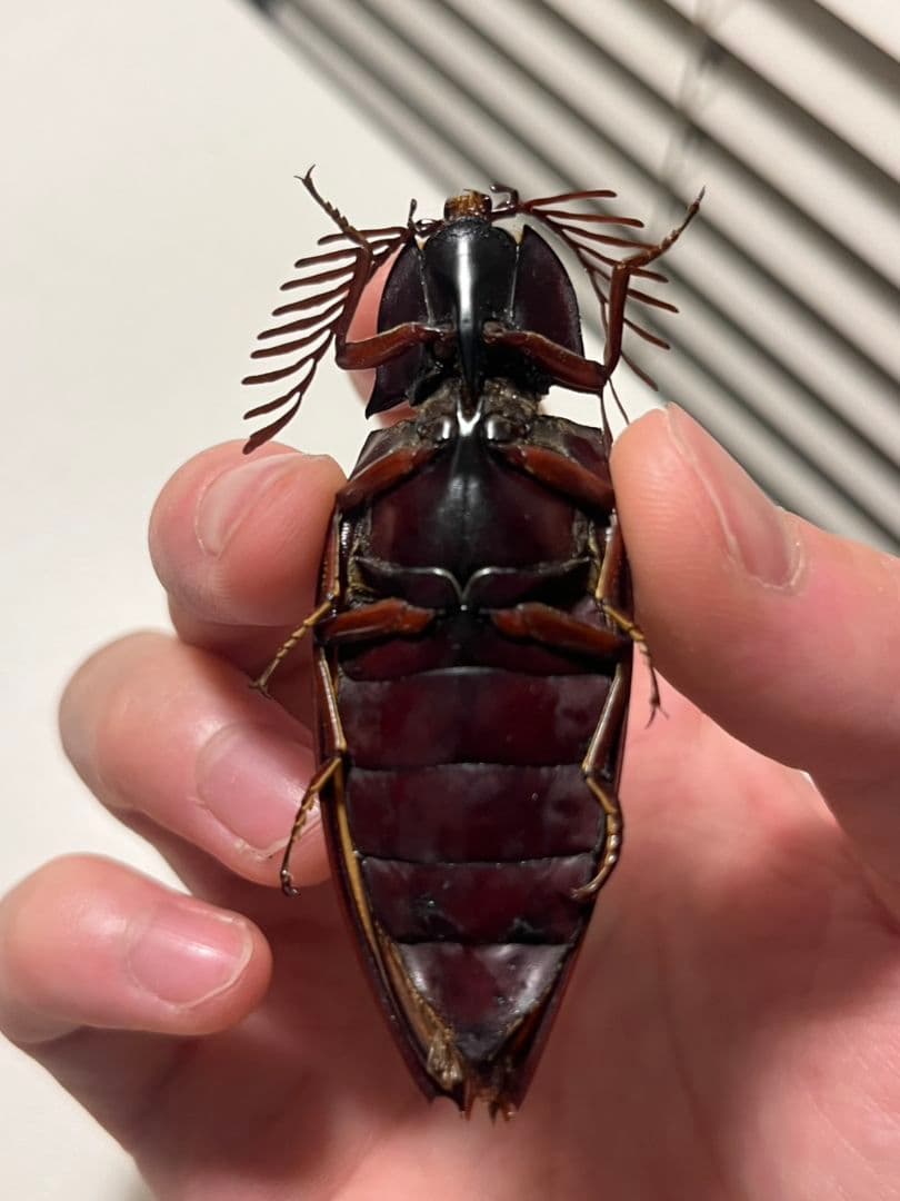 【米搗最大級】Oxynopterus sp.コメツキムシ 69mm ハムシ昆虫標