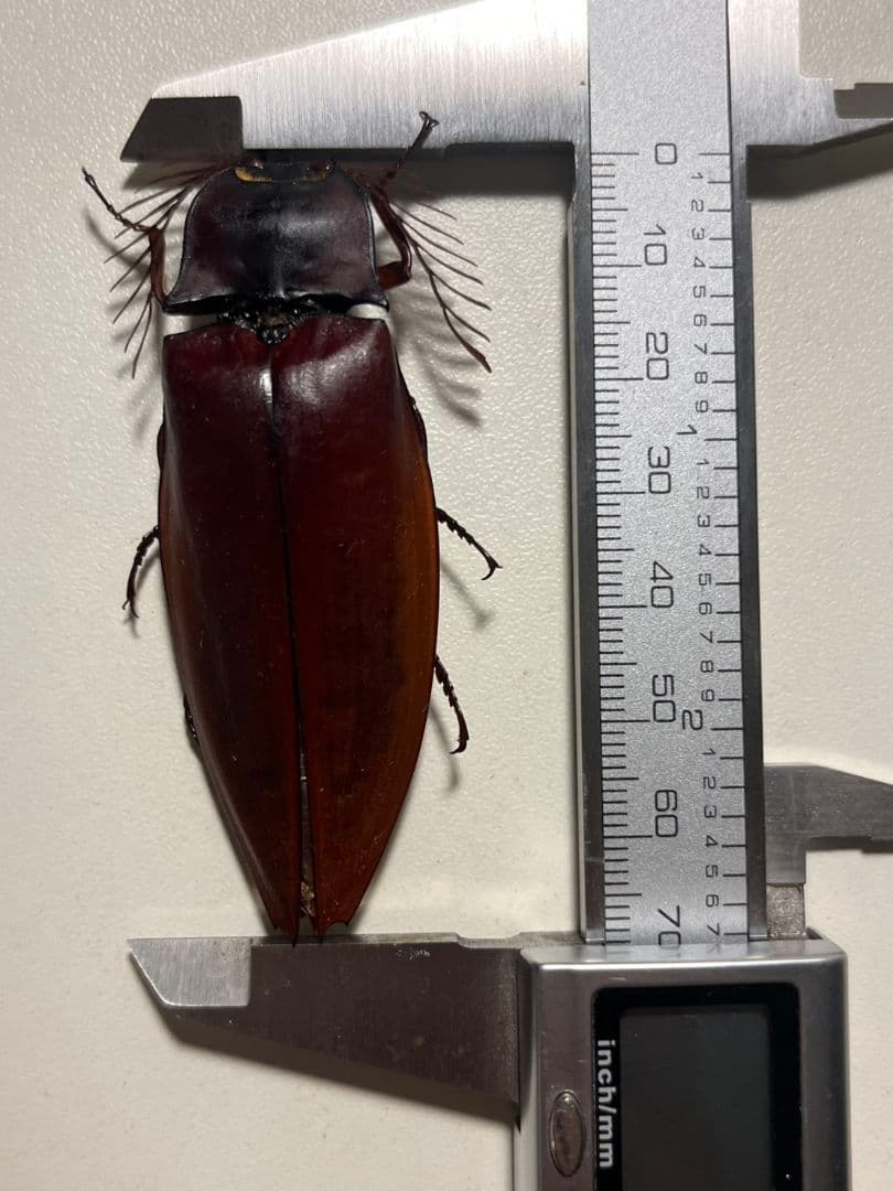 【米搗最大級】Oxynopterus sp.コメツキムシ 69mm ハムシ昆虫標