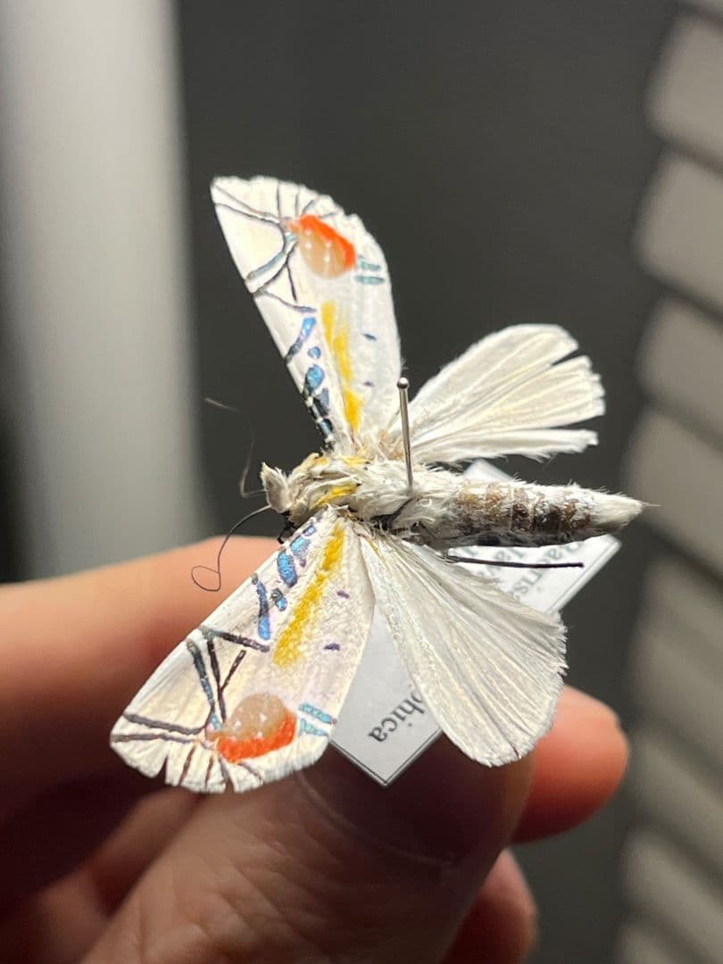 【初展翅B品】ピカソモスタナバタユタカヤガ蛾ルナモスミズアオ