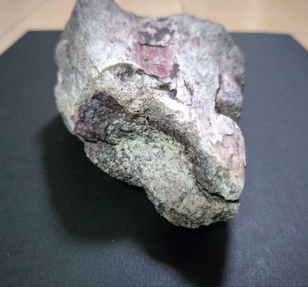 【激レア】化石 フィトサウルス類レドンダサウルスの脚