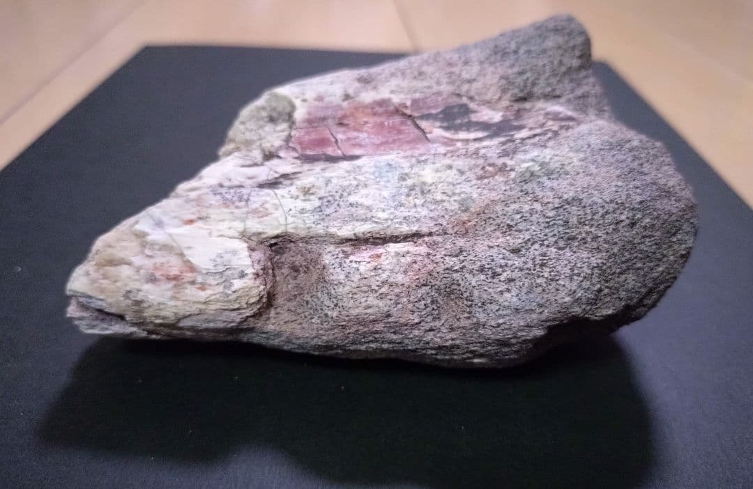 【激レア】化石 フィトサウルス類レドンダサウルスの脚