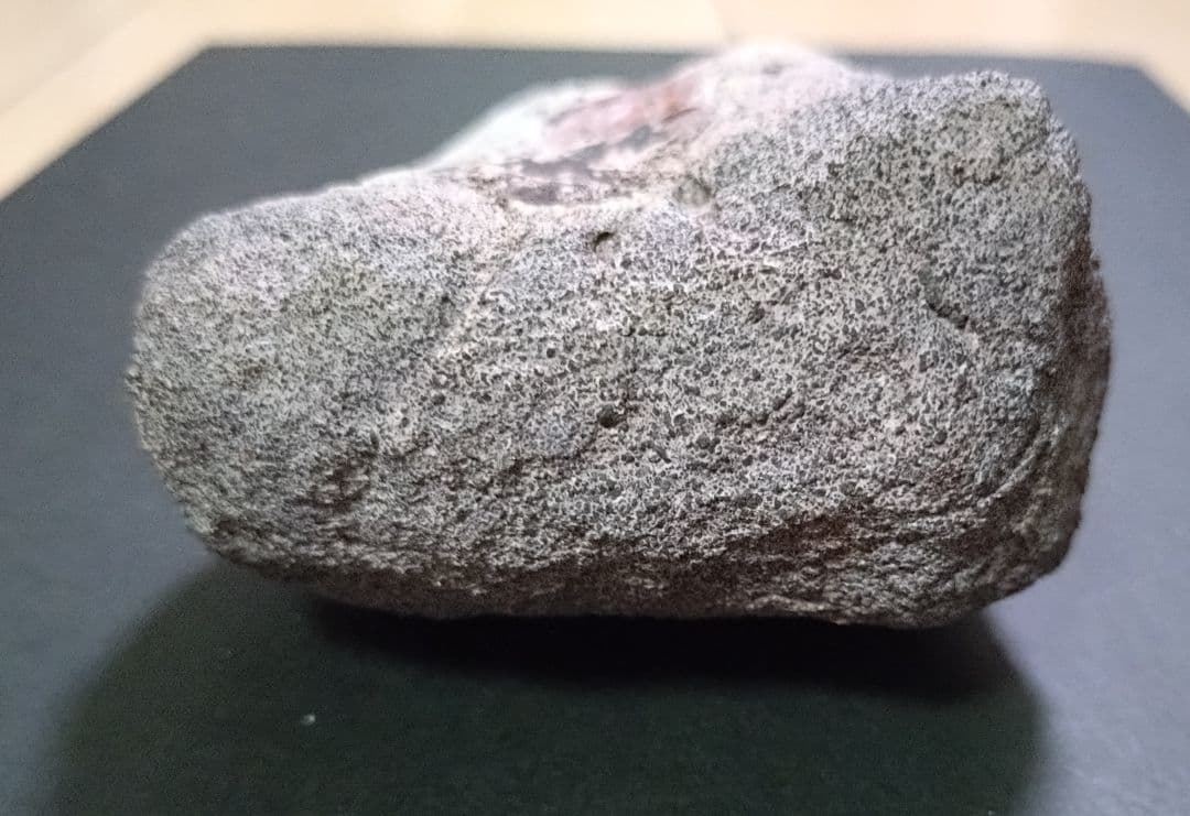 【激レア】化石 フィトサウルス類レドンダサウルスの脚