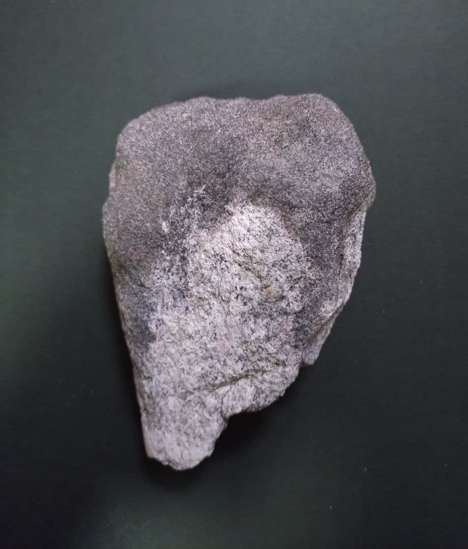 【激レア】化石 フィトサウルス類レドンダサウルスの脚