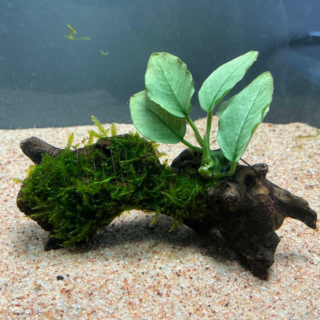 ☆atsupapa☆様 リクエスト 3点 まとめ商品