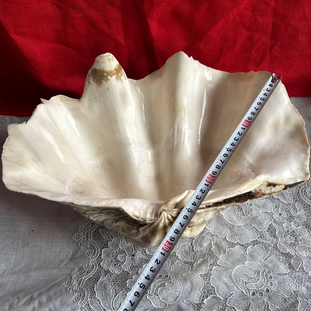 貝殻 ボウル型 レイアウト用品 大きめ42センチ