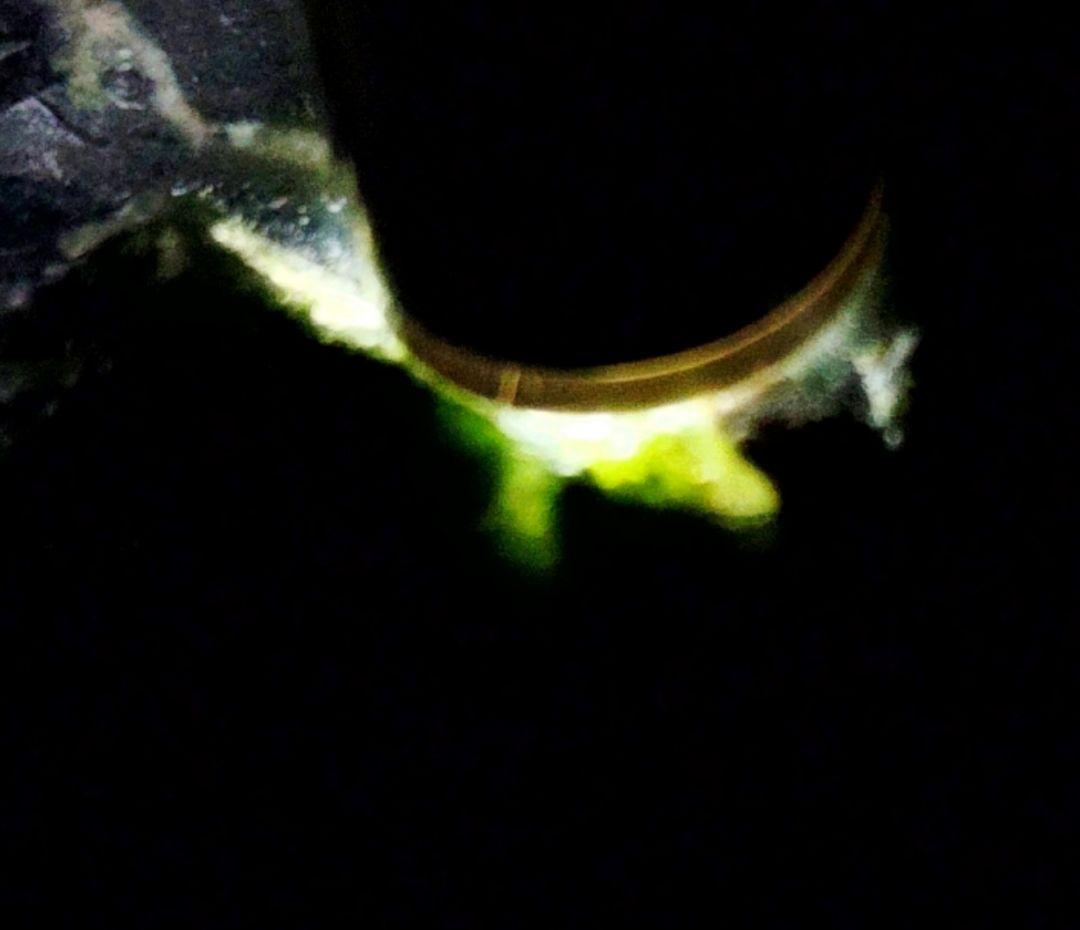 ★アゲート原石★糸魚川グリーン碼碯【姫川・転石・川ズレ・ウブ149ｇ】