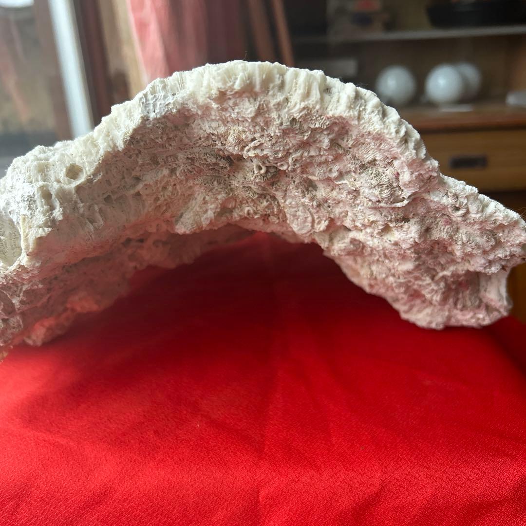 特大 飾り 珊瑚 サンゴ礁 置物 白 海水魚 水槽 レイアウト45cm