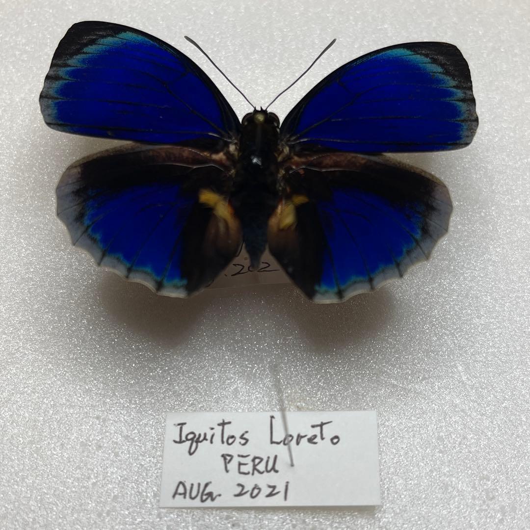 アグリアス標本　Agrias