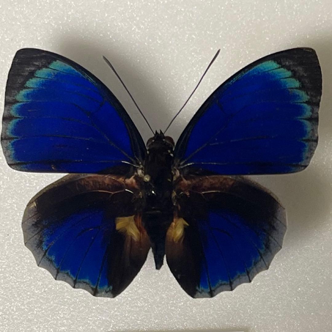 アグリアス標本　Agrias