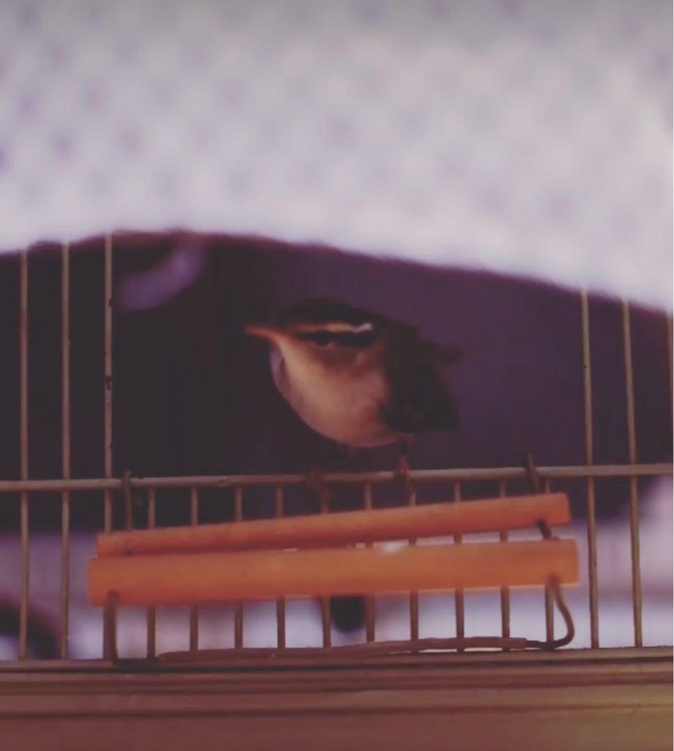 アンティーク　鳥かご　バードケージ　kinsen ビンテージ　文鳥　小鳥　琴線