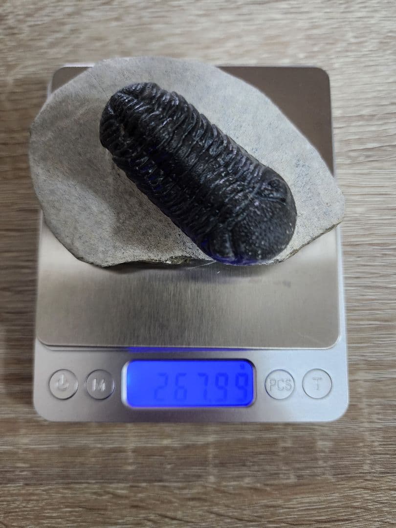 モロッコ産 三葉虫 化石 約50ミリ 母岩付き